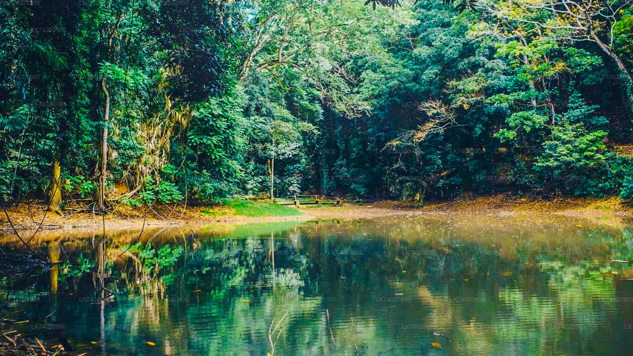 Explore Udawattakele Forest Reserve